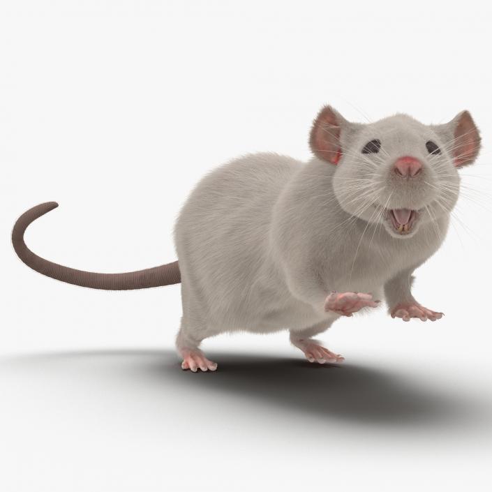 3D White Rat Rigged