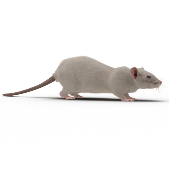 3D White Rat Rigged