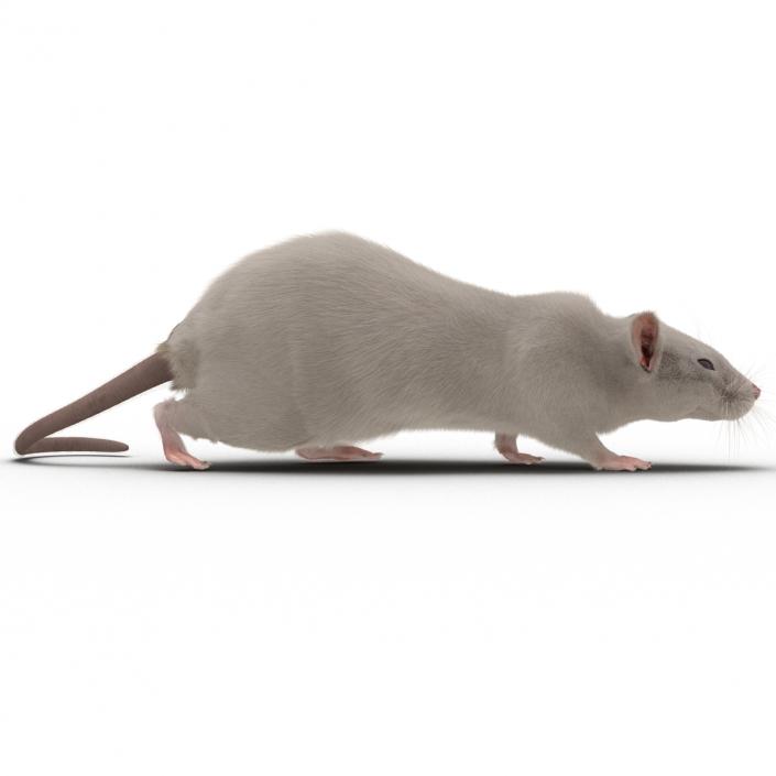 3D White Rat Rigged