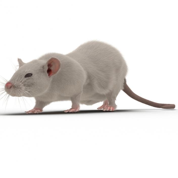 3D White Rat Rigged