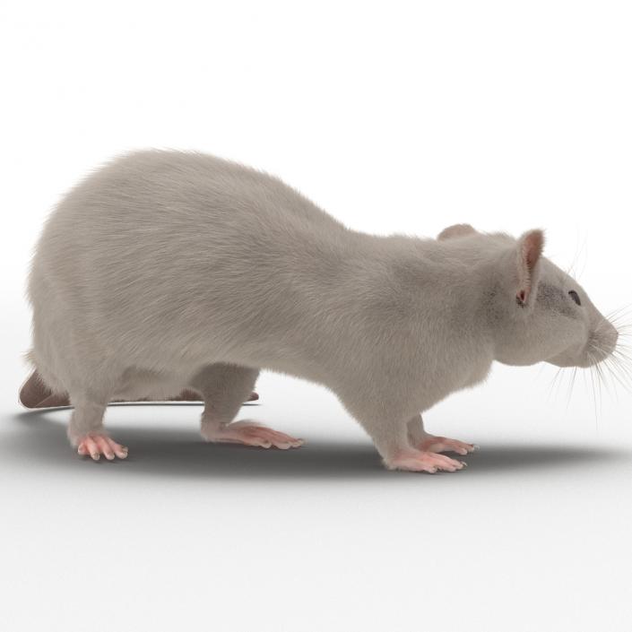 3D White Rat Rigged