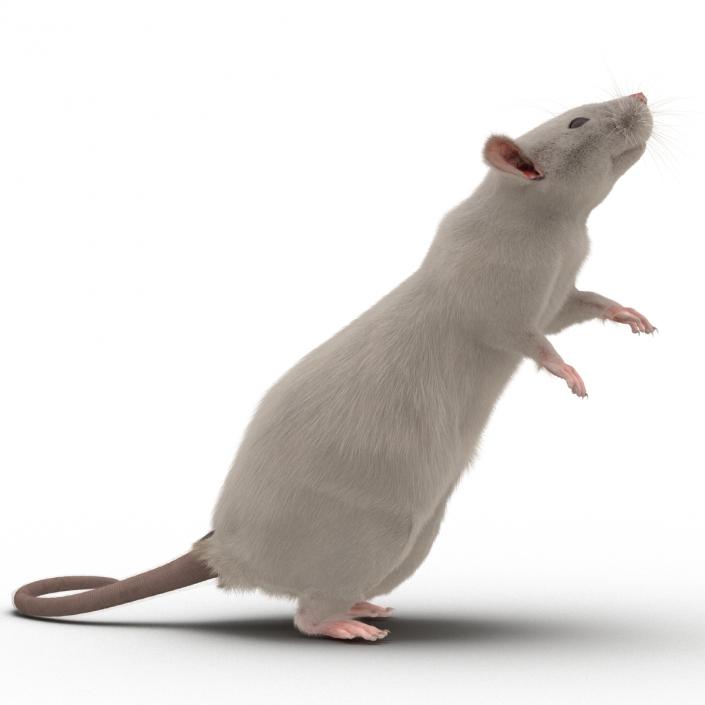 3D White Rat Rigged