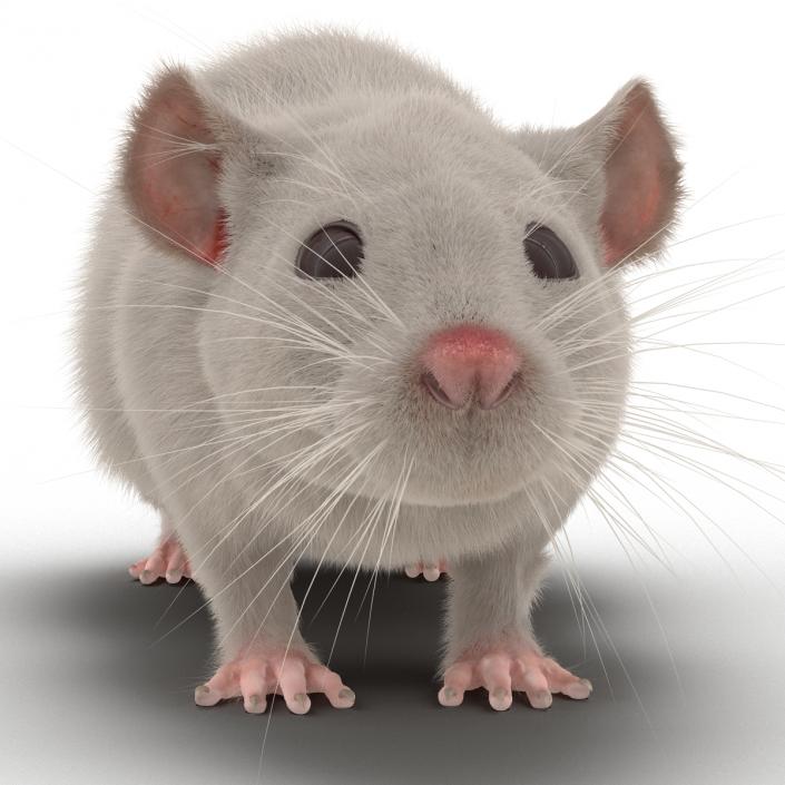 3D White Rat Rigged