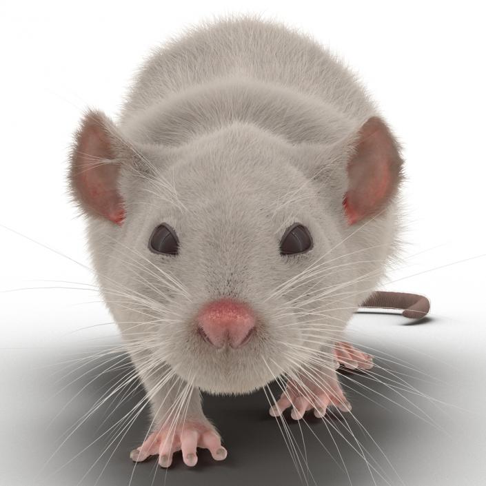 3D White Rat Rigged