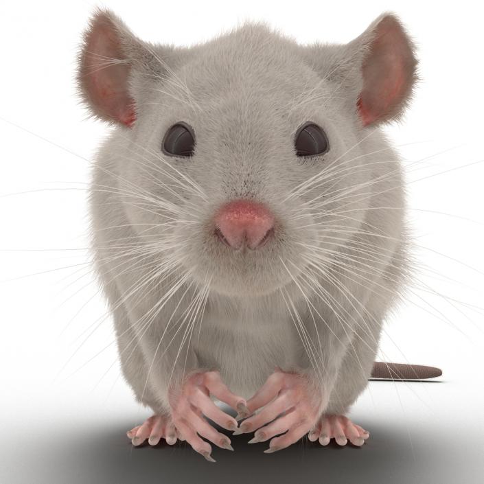 3D White Rat Rigged