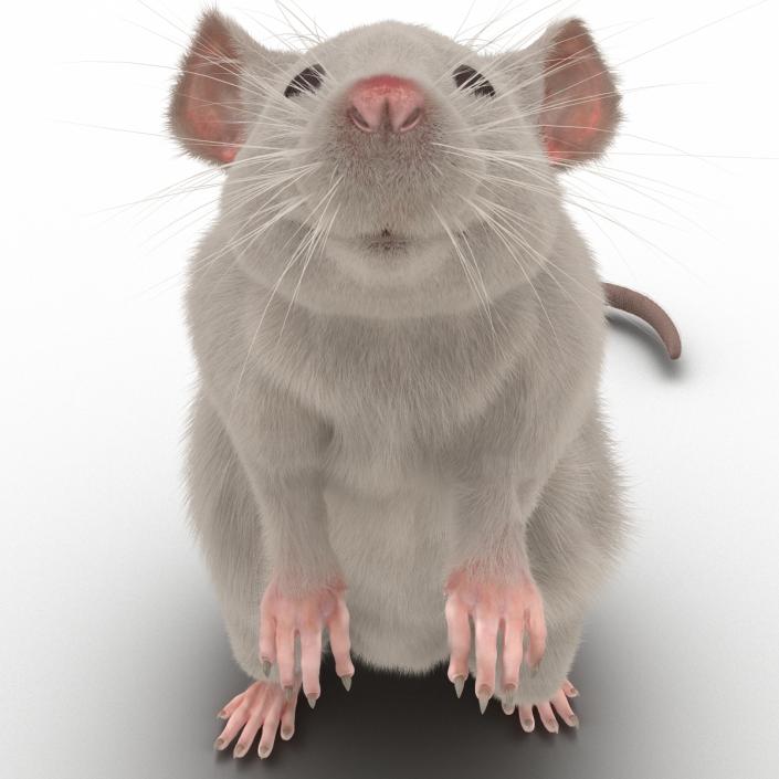 3D White Rat Rigged