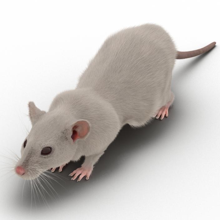 3D White Rat Rigged