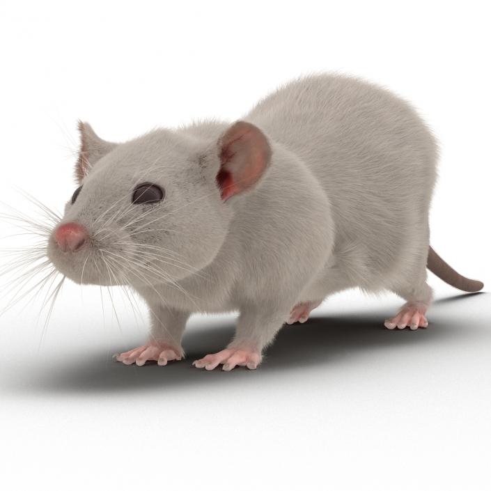 3D White Rat Rigged