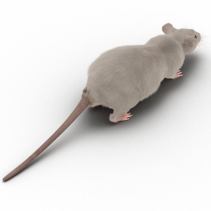 3D White Rat Rigged