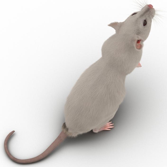 3D White Rat Rigged