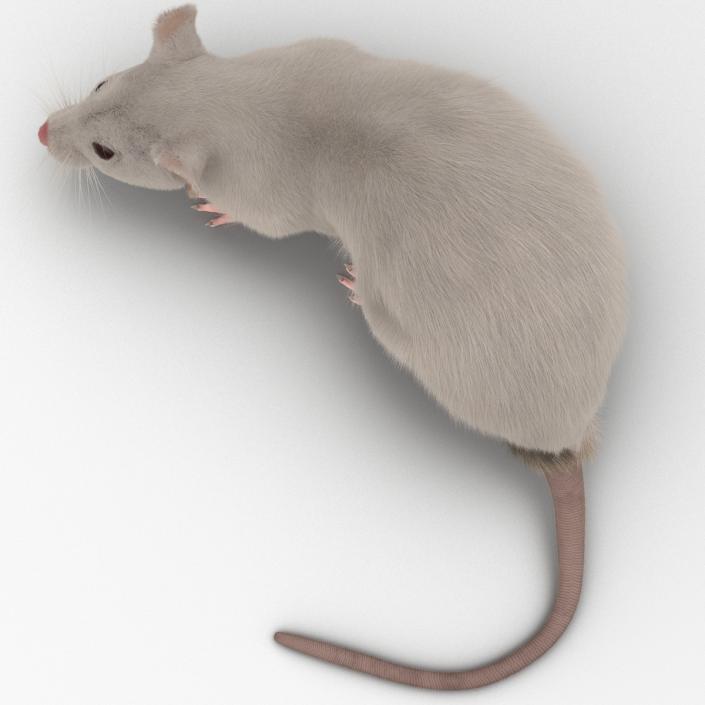 3D White Rat Rigged