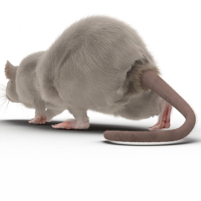 3D White Rat Rigged