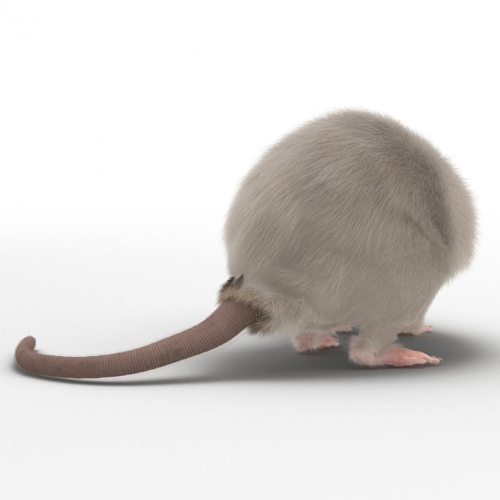 3D White Rat Pose 5