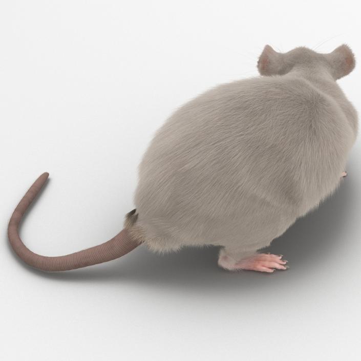 3D White Rat Rigged