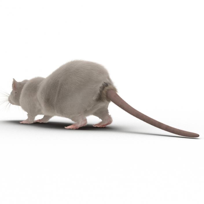 3D White Rat Rigged