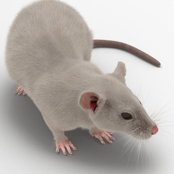 3D White Rat Pose 5