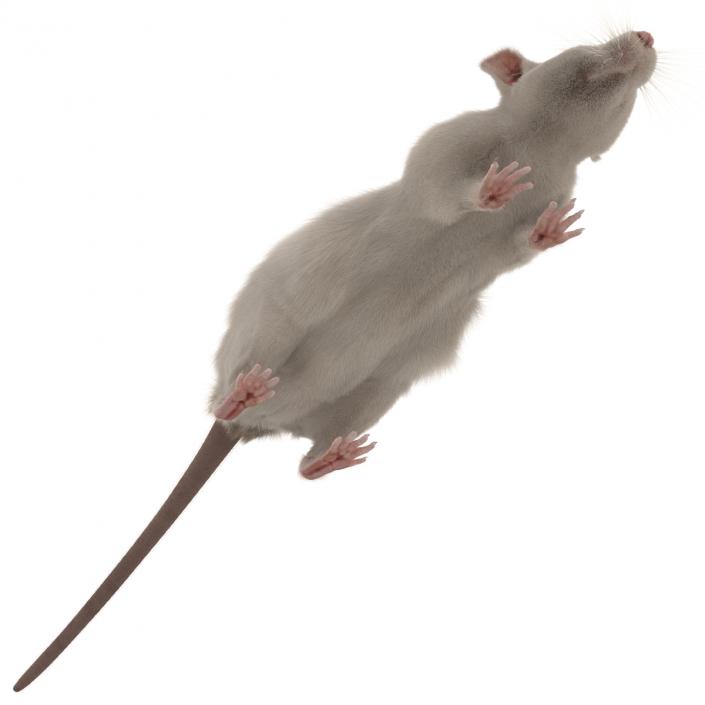 3D White Rat Rigged