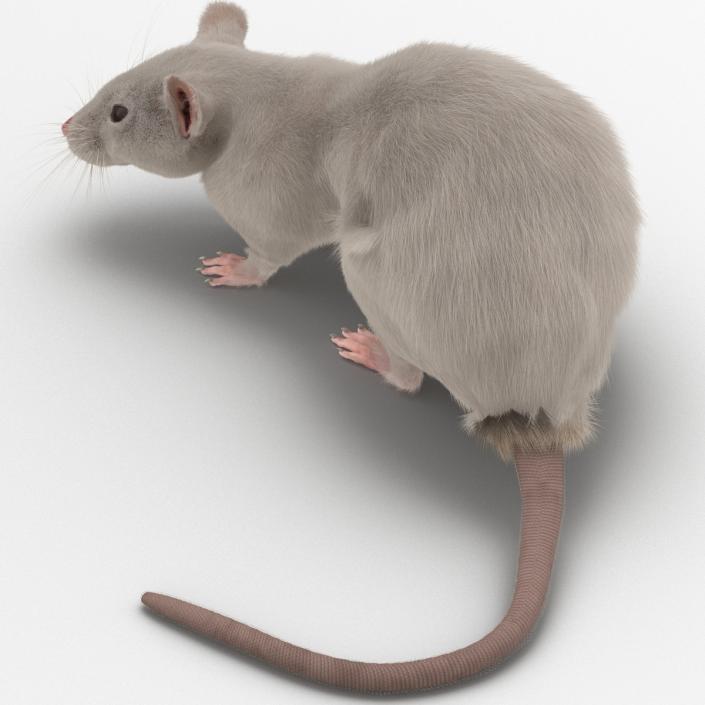 3D White Rat Pose 5