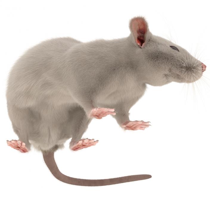 3D White Rat Rigged