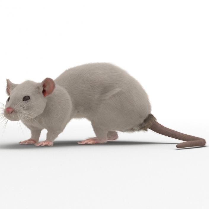 3D White Rat Pose 5