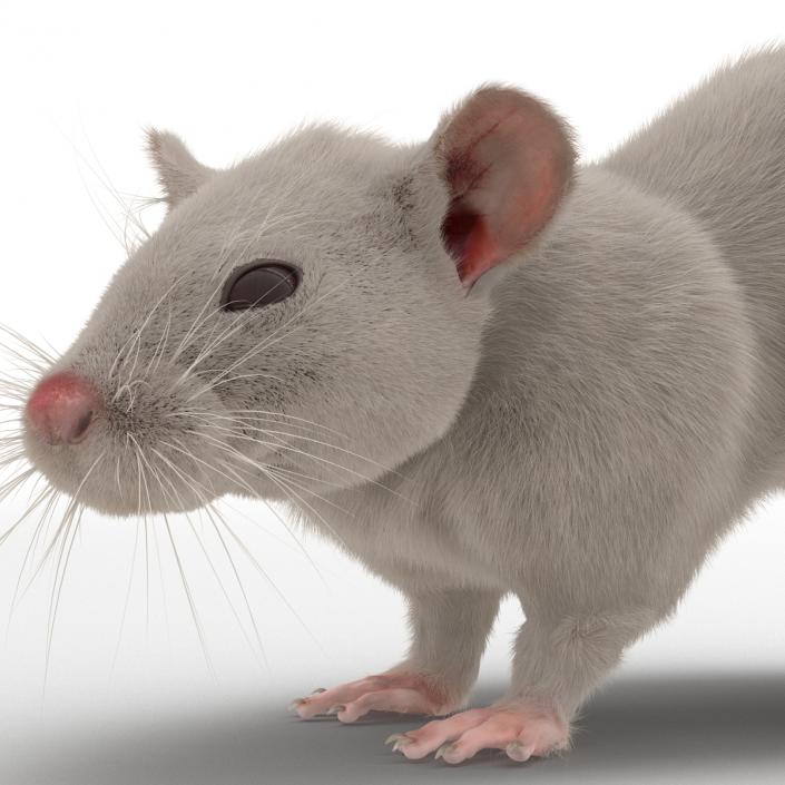 3D White Rat Rigged