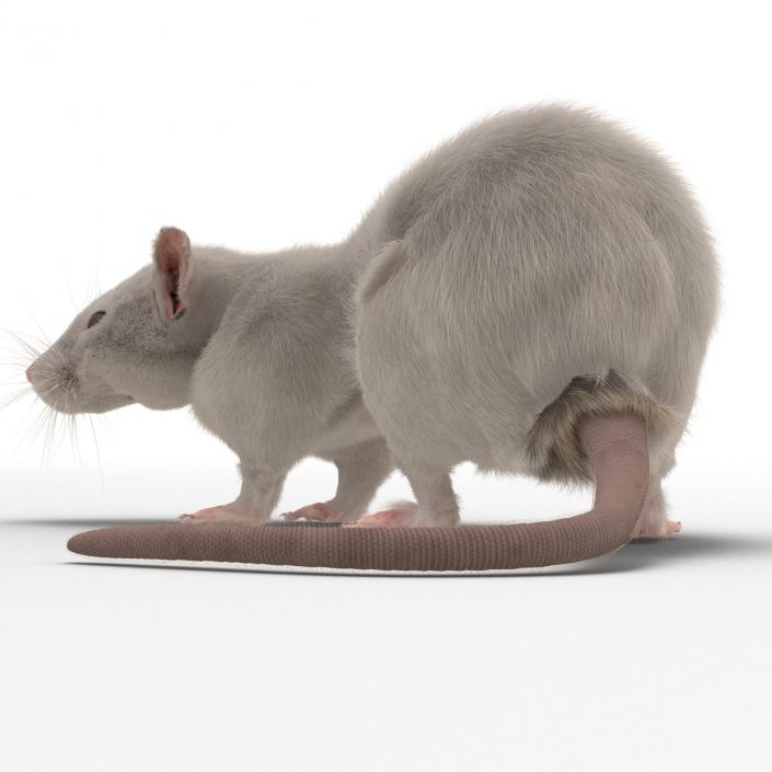 3D White Rat Pose 5