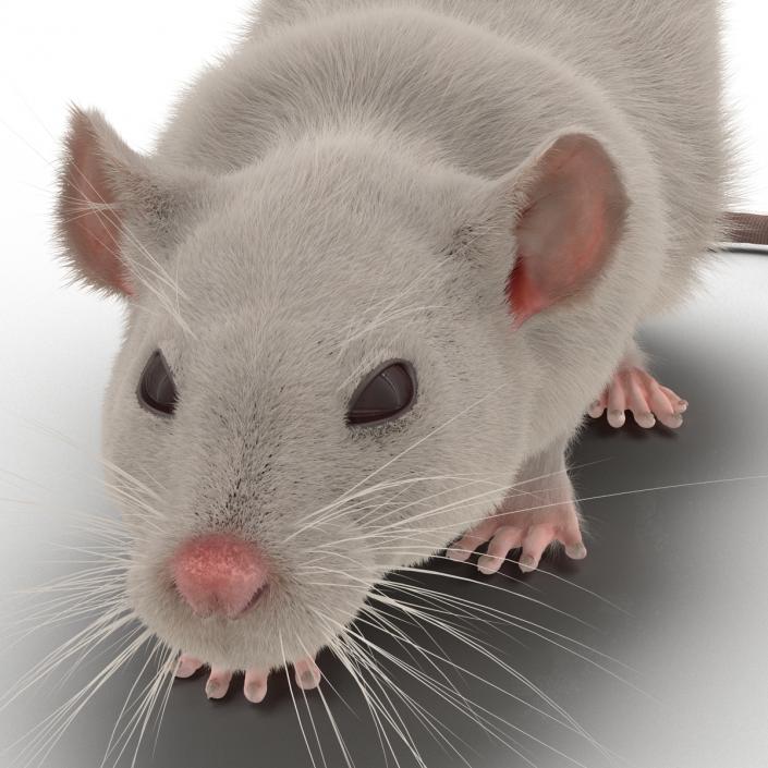 3D White Rat Rigged