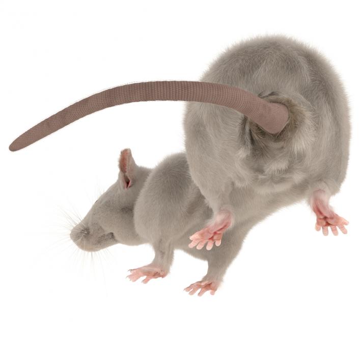 3D White Rat Pose 5