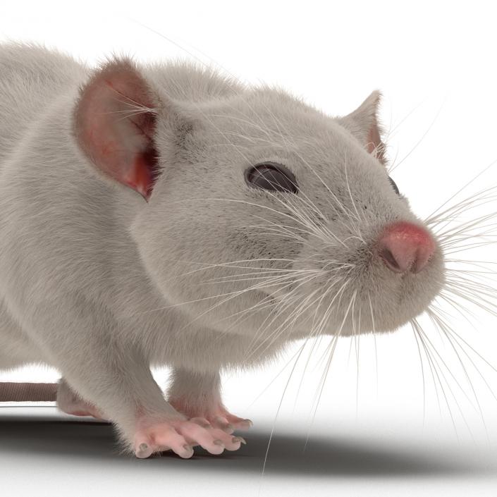 3D White Rat Rigged