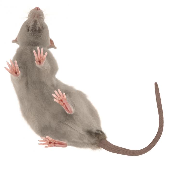 3D White Rat Pose 5