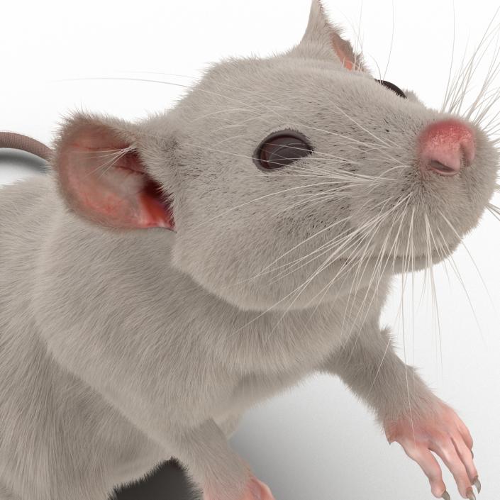 3D White Rat Rigged