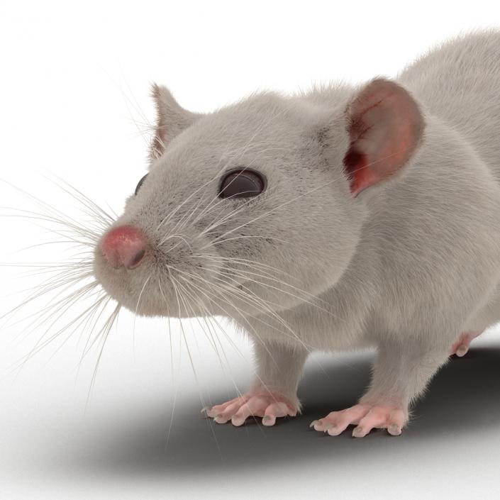 3D White Rat Rigged