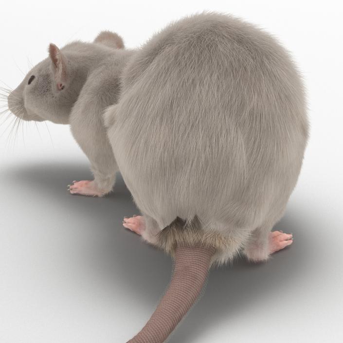 3D White Rat Pose 5