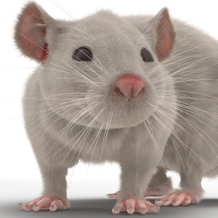 3D White Rat Rigged