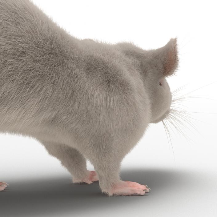 3D White Rat Pose 5