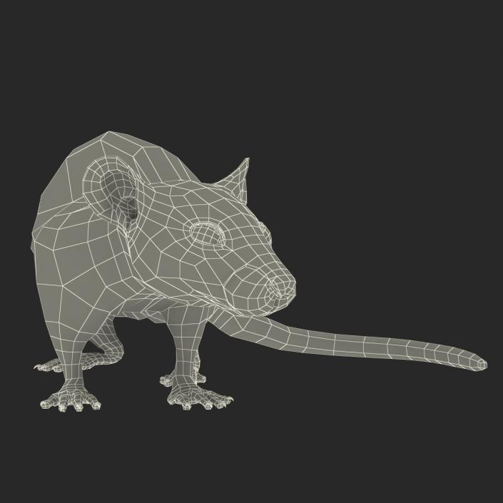 3D White Rat Pose 5