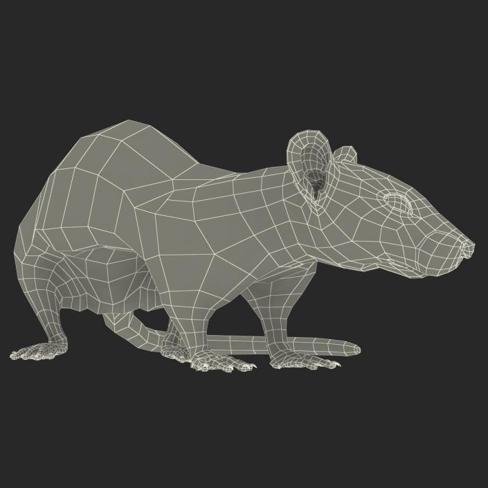 3D White Rat Rigged