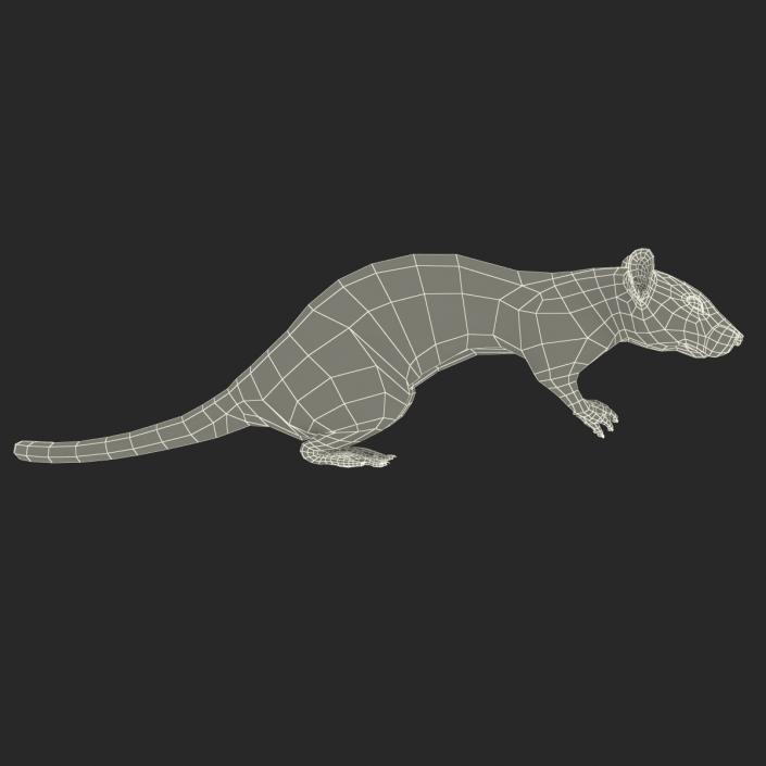 3D White Rat Rigged