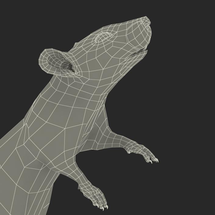 3D White Rat Rigged