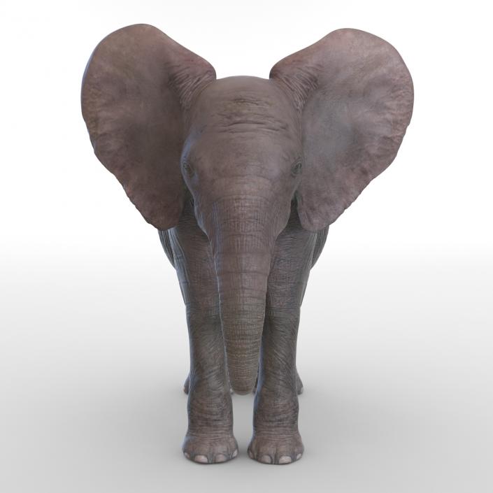 3D Baby Elephant model