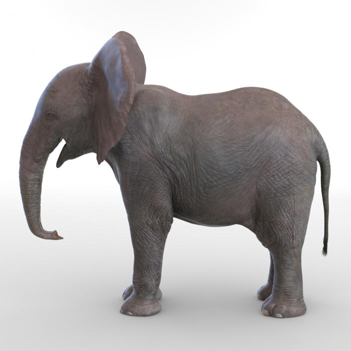 3D Baby Elephant model