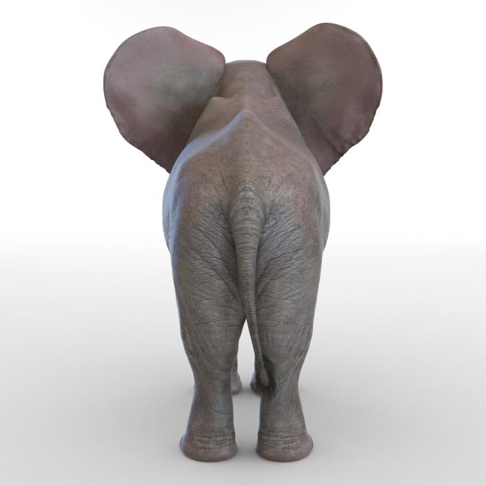 3D Baby Elephant model