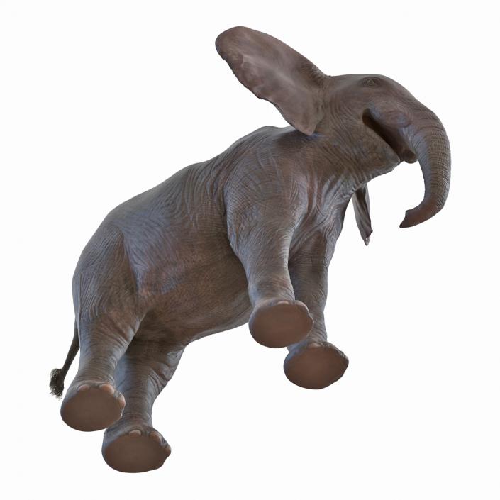 3D Baby Elephant model