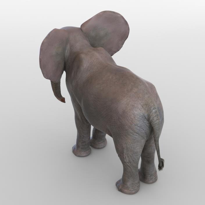 3D Baby Elephant model