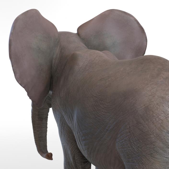 3D Baby Elephant model