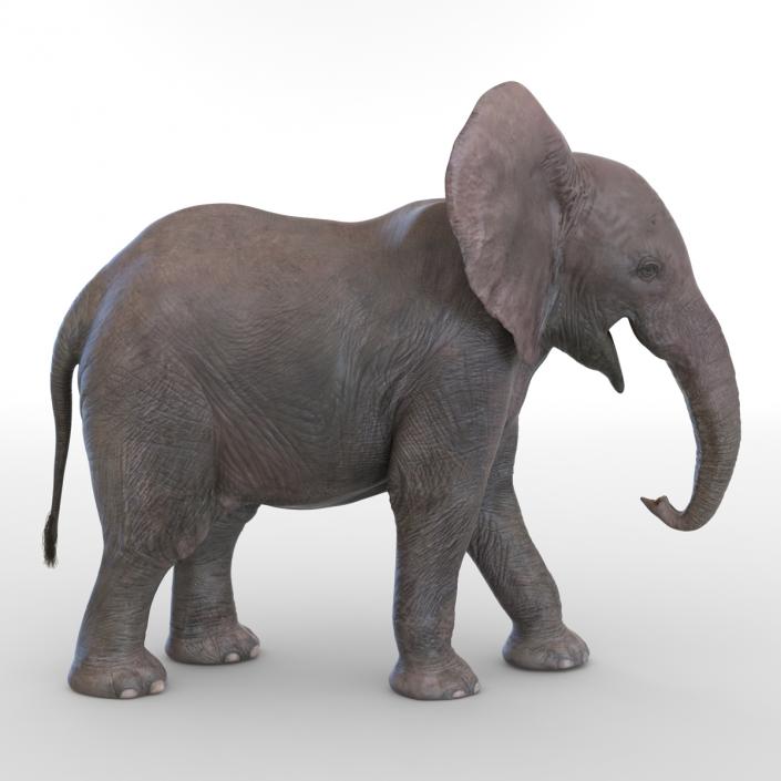 3D model Baby Elephant Pose 2