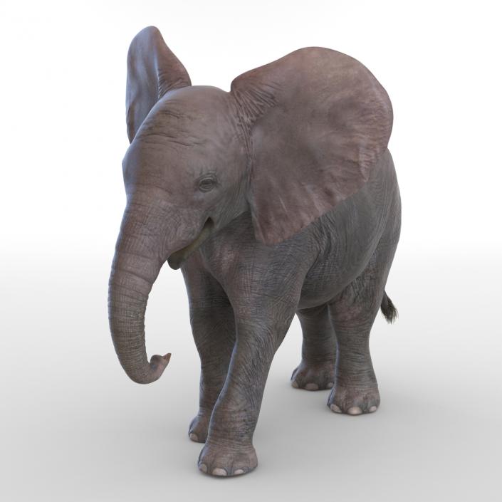 3D model Baby Elephant Pose 2