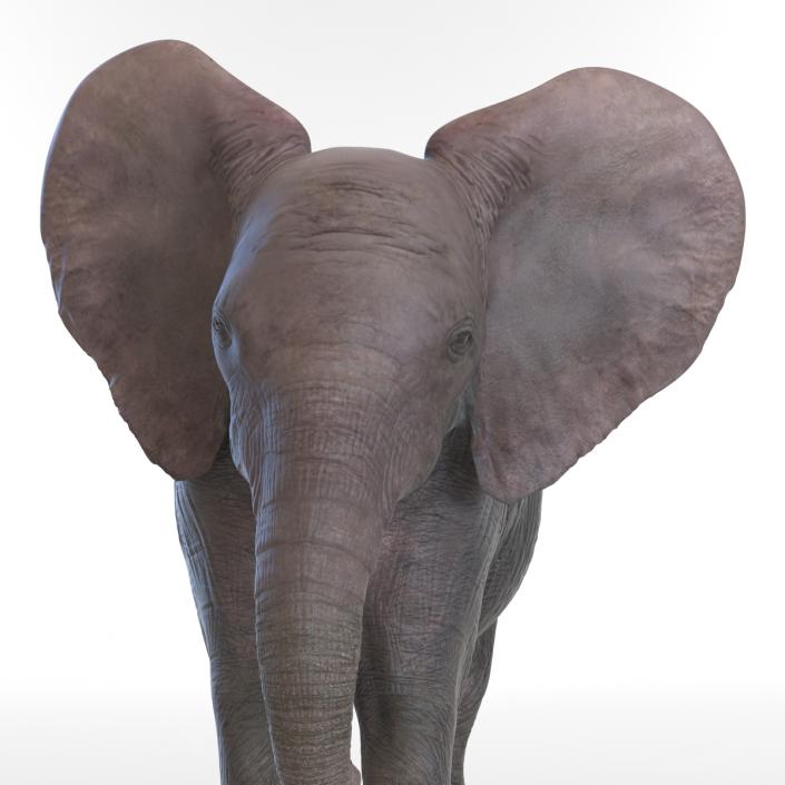 3D model Baby Elephant Pose 2