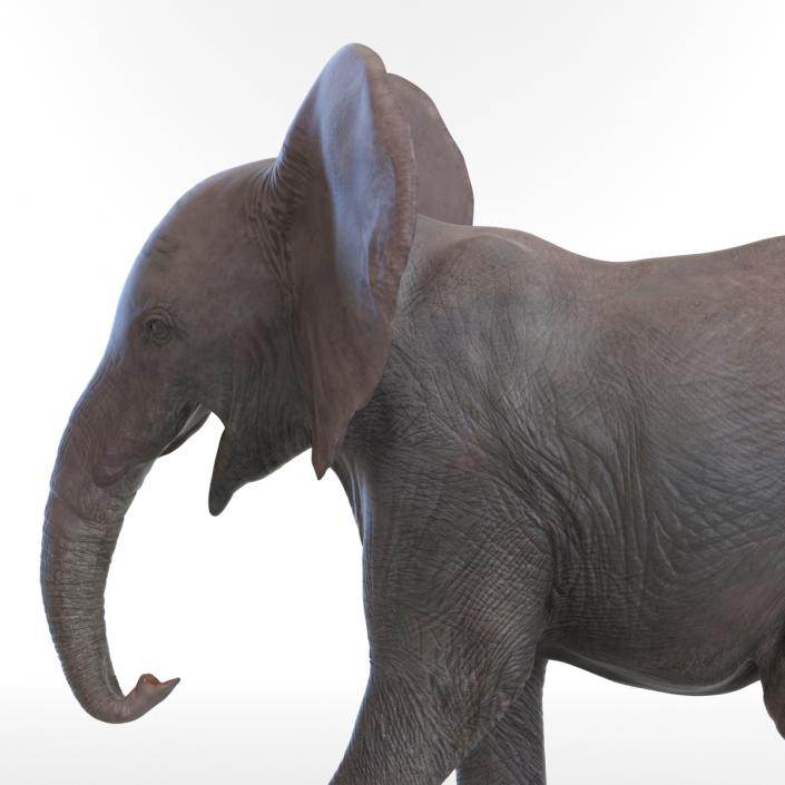 3D model Baby Elephant Pose 2