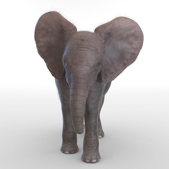 Baby Elephant Pose 2 with Fur 3D model